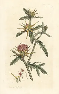 Centaurea: Purple starthistle, Centaurea calcitrapa