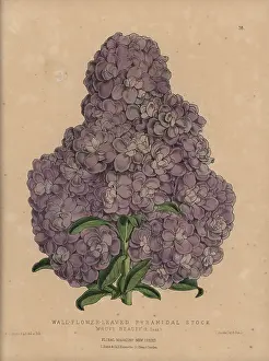 Pyramidal: Purple stock, Wall-flower-leaved pyramidal