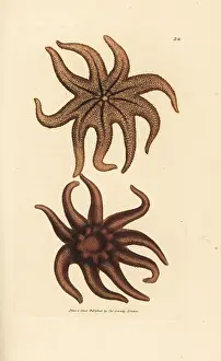 Asterias: Purple sun star, Solaster endeca