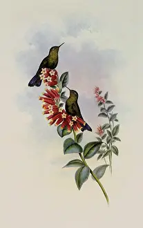 Metallura: Purple-Tail, Metallura Williami