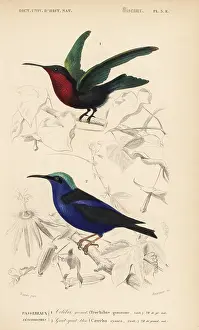 Cyaneus: Purple-throated carib, Eulampis jugularis