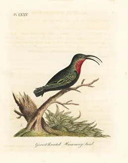 Carib: Purple-throated carib, Eulampis jugularis