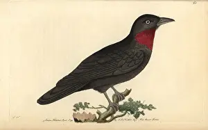 Purpurata: Purple throated fruit crow, Querula purpurata
