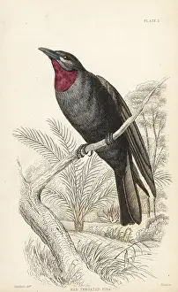 Purpurata: Purple-throated fruit crow, Querula purpurata