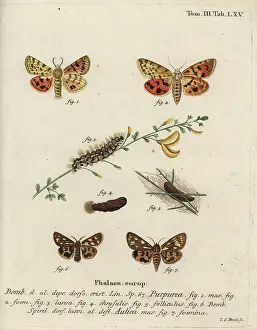 Esper: Purple tiger and brown tiger moth