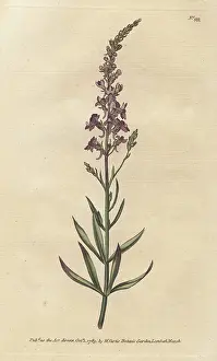 Linaria: Purple toad-flax, Linaria purpurea