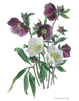 Lenten: Purple and White Lenten Roses