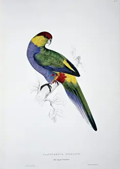 Parakeet: Purpureicephalus spurius, red-capped parrot