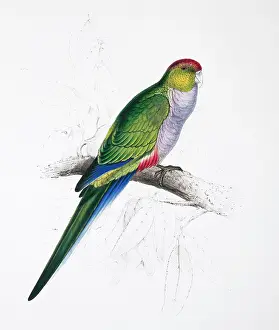 Parakeet: Purpureicephalus spurius, red-capped parrot