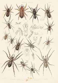 Arachnology: Purse web and wolf spider species
