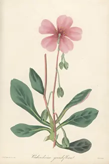Volume 1: Purslane, Cistanthe grandiflora