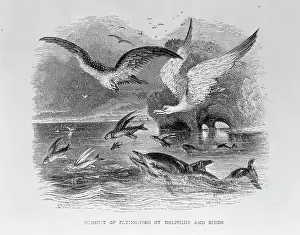 Dolphins: Pursuit of Flying Fish by Dolphins & Birds