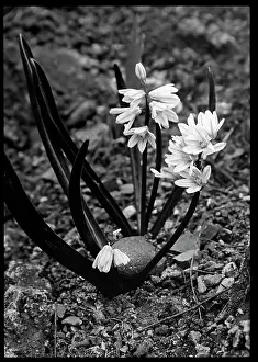 Botanist: Puschkinia Scilloides (Hyacinth)