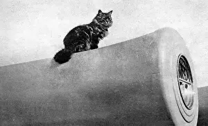 Mar16: Puss on a 12-inch gun