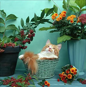 Puss: Puss in Basket ' ginger cat