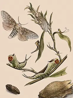 Puss: Puss Moth