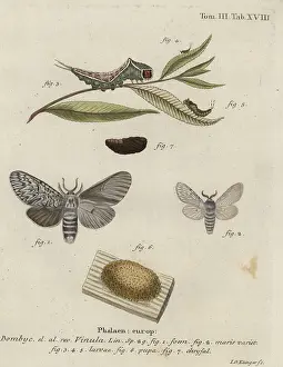 Klinger: Puss moth, Cerura vinula