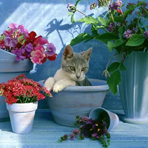 Puss: Puss in Pot I ' with sweetpeas