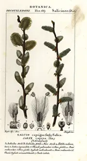 Mangrove: Pussy willow or goat willow, Salix caprea