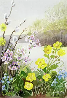 Marigolds: Pussy willow, marsh marigolds etc in landscape