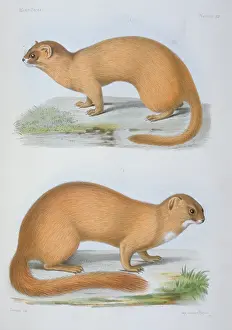 Weasel: Putorius davidianus & P.moupinensis