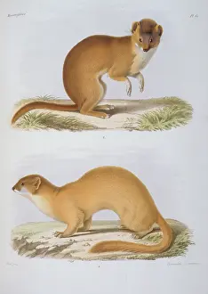 Weasel: Putorius fontanierii & P.astutus