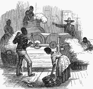 Whipping: Putting cotton bolls through whipping press before