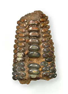Palaeogene: Pycnodus zeaformis Longbottom, fish tooth plate