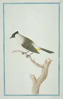Sooty: Pycnonotus aurigaster, sooty-headed bulbul