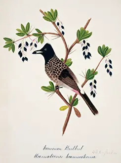 Bushby: Pycnonotus cafer, red-vented bulbul