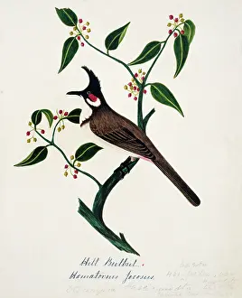 Bulbul: Pycnonotus jocosus, red-whiskered bulbul
