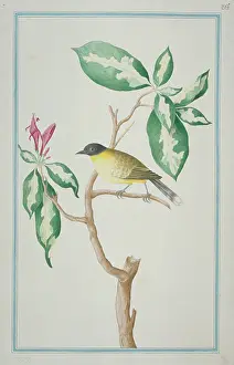 1722 C: Pycnonotus melanicterus, black-crested bulbul