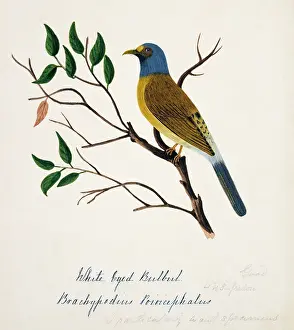 Bushby: Pycnonotus priocephalus, grey-headed bulbul