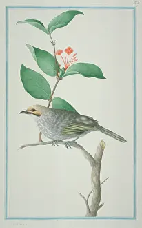 1722 C: Pycnonotus zeylanicus, straw-headed bulbul