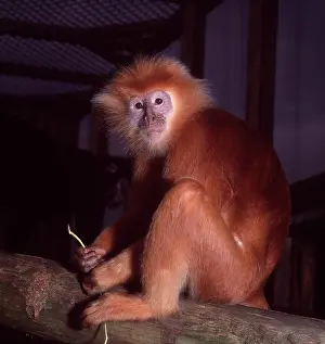 Langur: Pygathrix nemaeus nemaeus, red-shanked douc langur