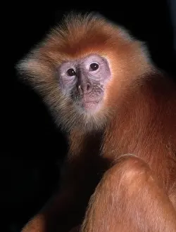 Langur: Pygathrix nemaeus nemaeus, red-shanked douc langur
