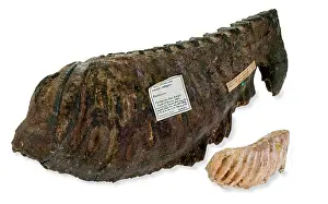 Amphibius: Pygmy elephant tooth