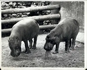 Liberia: Two pygmy hippos at Whipsnade Zoo