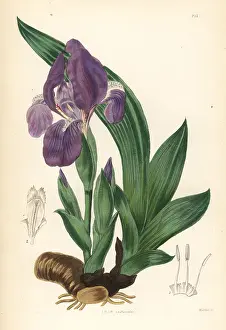 Pumila: Pygmy iris, Iris pumila
