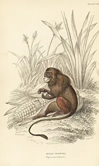 Jardines: Pygmy marmoset, Cebuella pygmaea