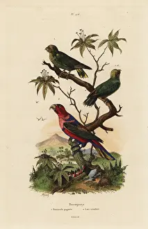 Lorius: Pygmy parrot, Micropsitta pusio, and black-capped