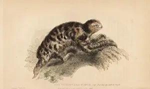 Tridactylus: Pygmy three-toed sloth, Bradypus pygmaeus