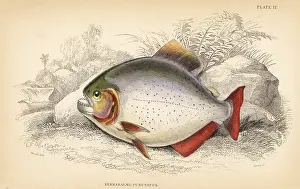 Schomburgk: Pygopristis denticulata piranha