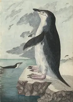 Chinstrap: Pygoscelis antarcticus, chinstrap penguin