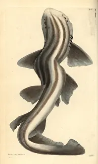 Pyjama: Pyjama shark, Poroderma africanum Near threatened