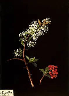 Sprig: Pyracanthus