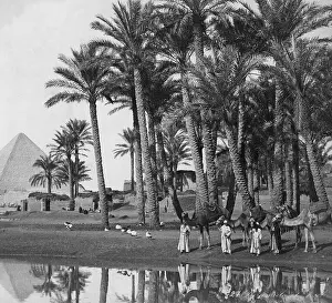 Camels: Pyramid of Dahshur, 1902