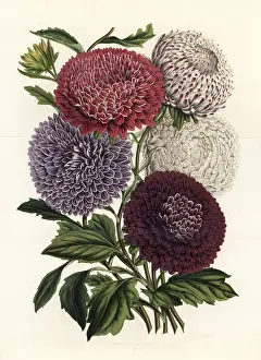 Pyramidal: Pyramid-shaped hybrid China asters, Callistephus chinensis