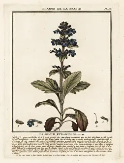 Colour Printing: Pyramidal bugle, Ajuga pyramidalis
