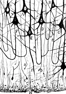 Nerve: Pyramidal Cells Illustrated by Cajal, 1923